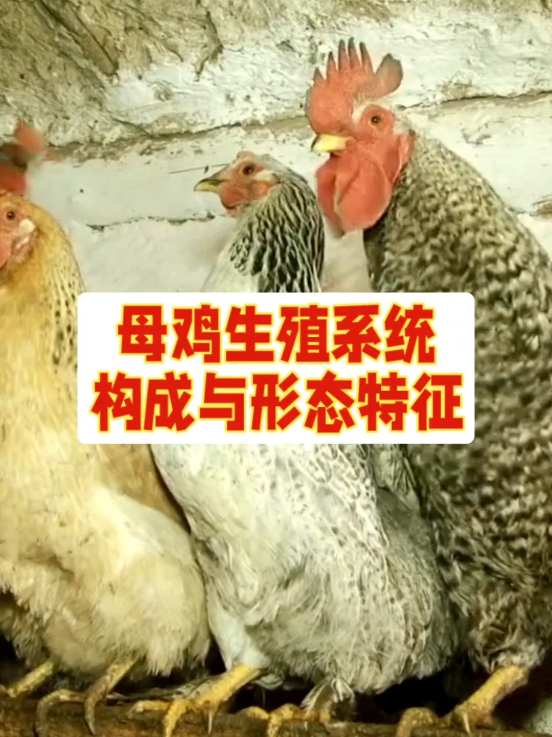 蛋鸡生殖系统组成