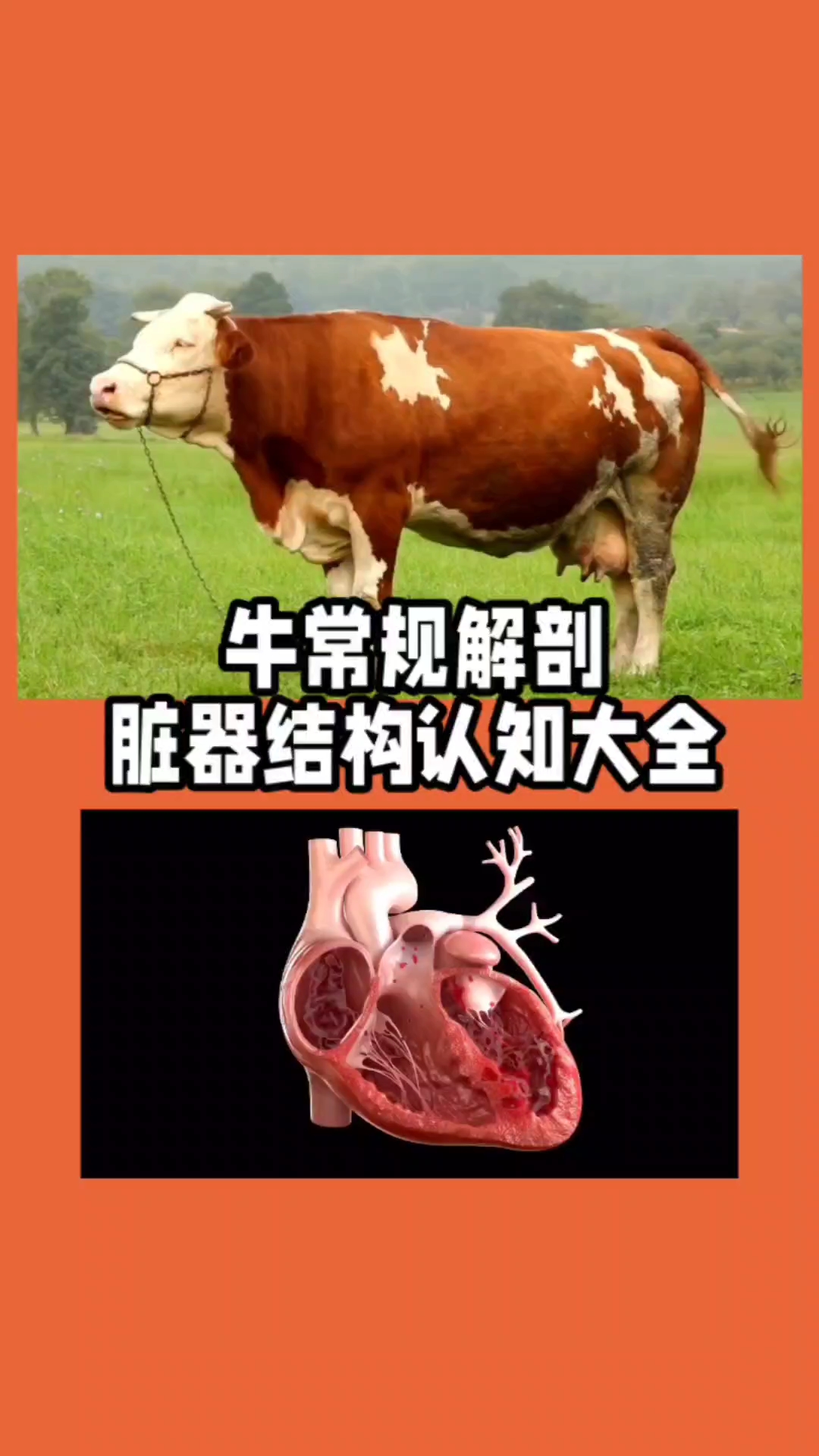 牛解剖图谱大全