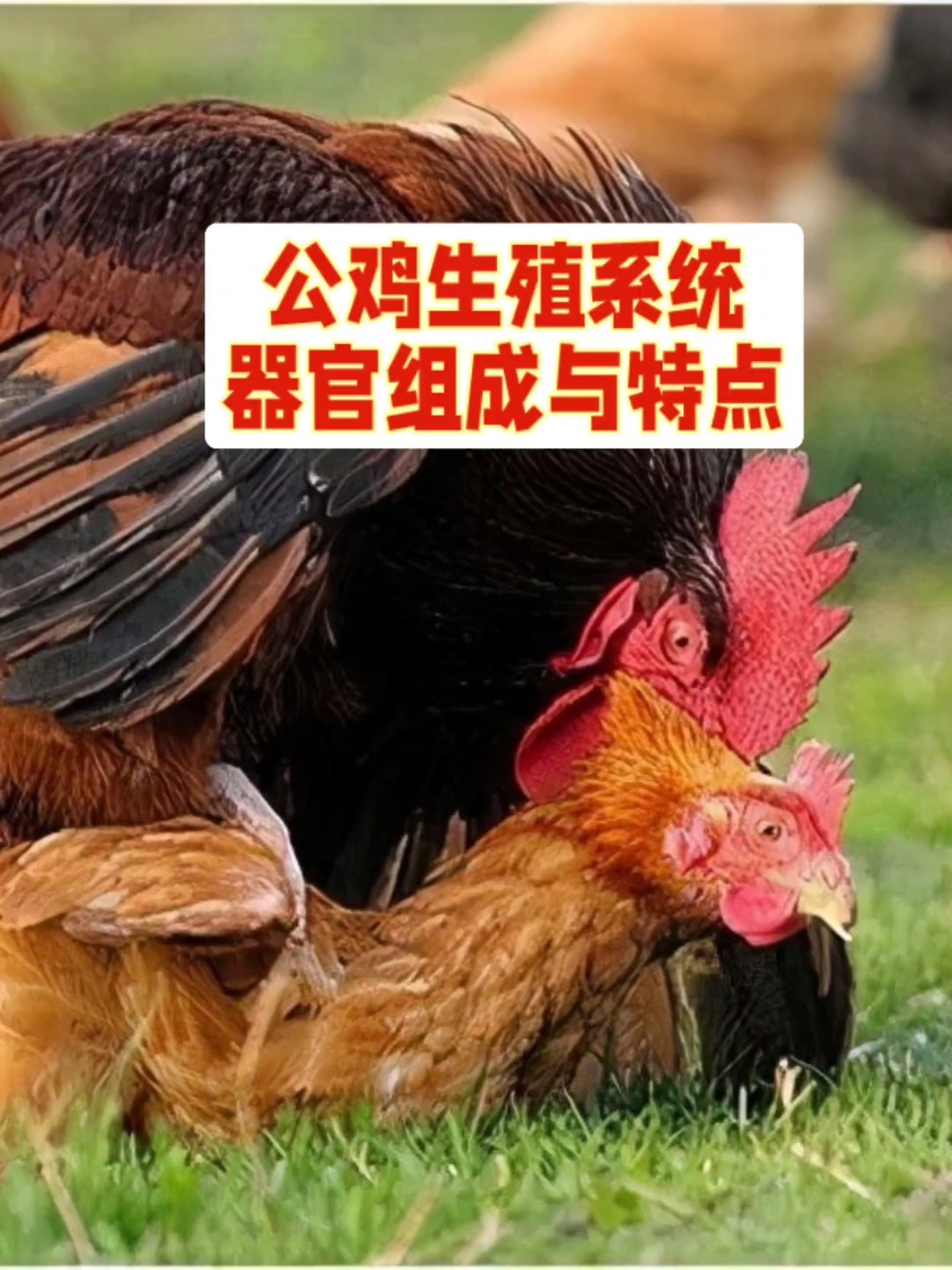 公鸡生殖系统器官构成与特点