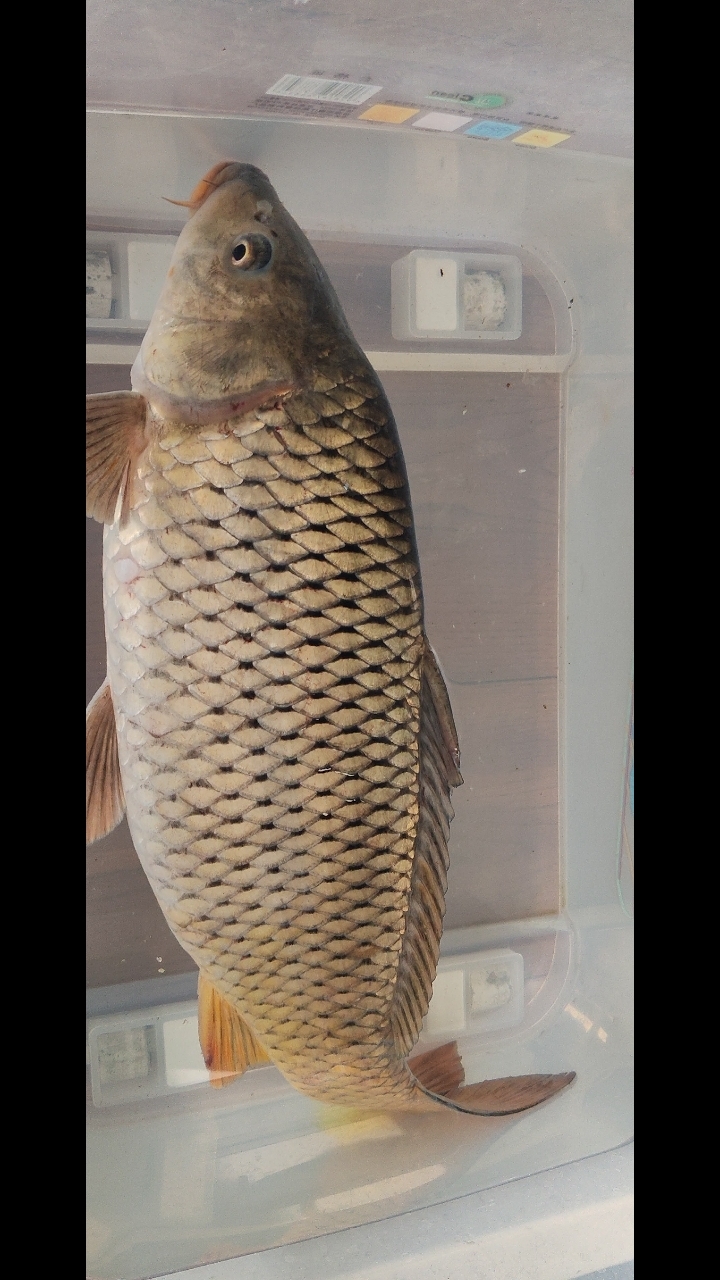 大鱼海棠