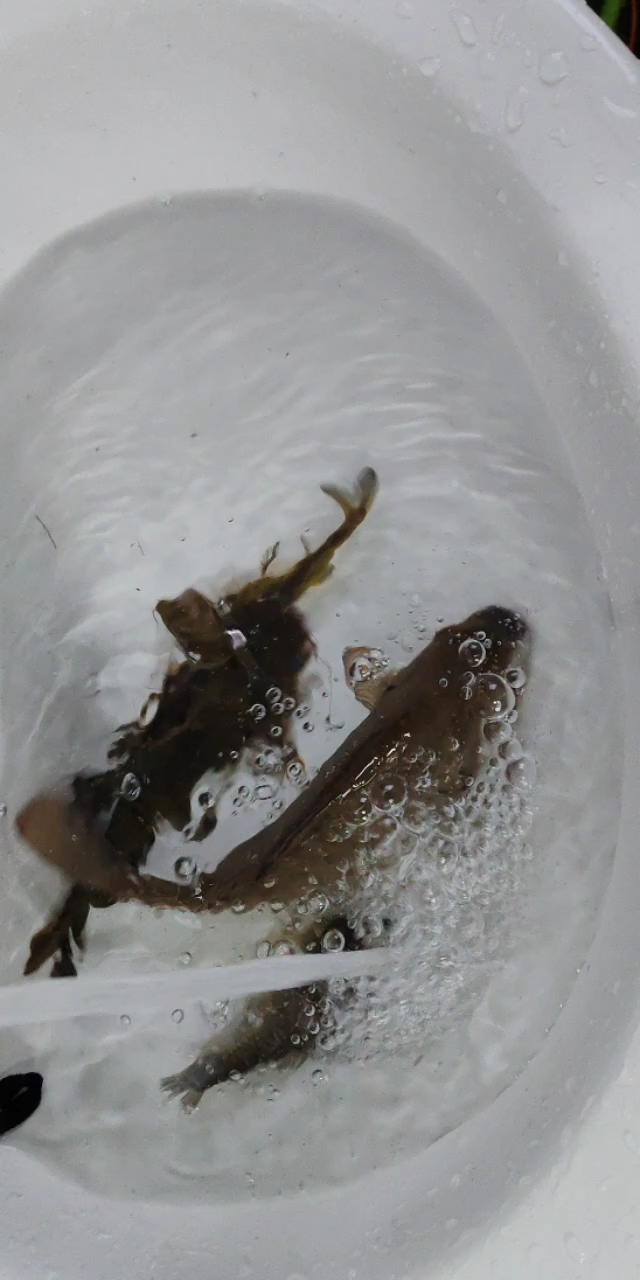 鱼儿水中游泳的