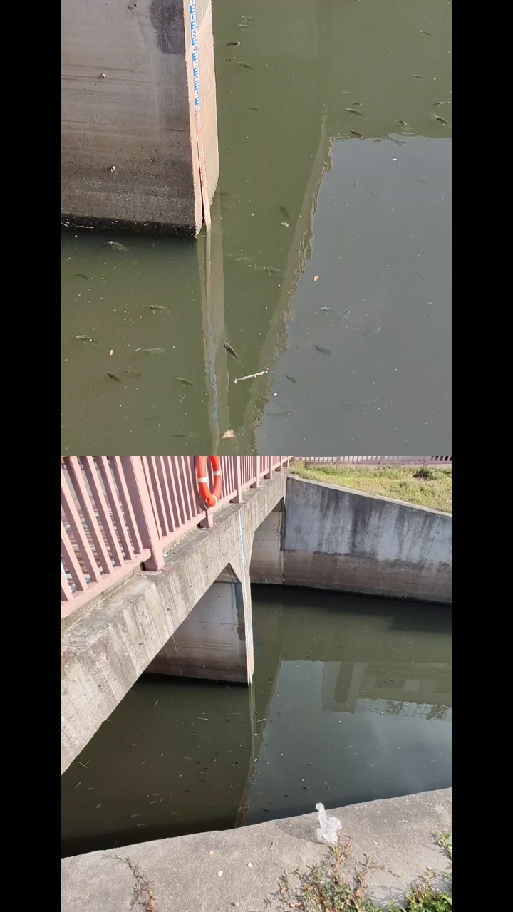 鱼虾蟹
