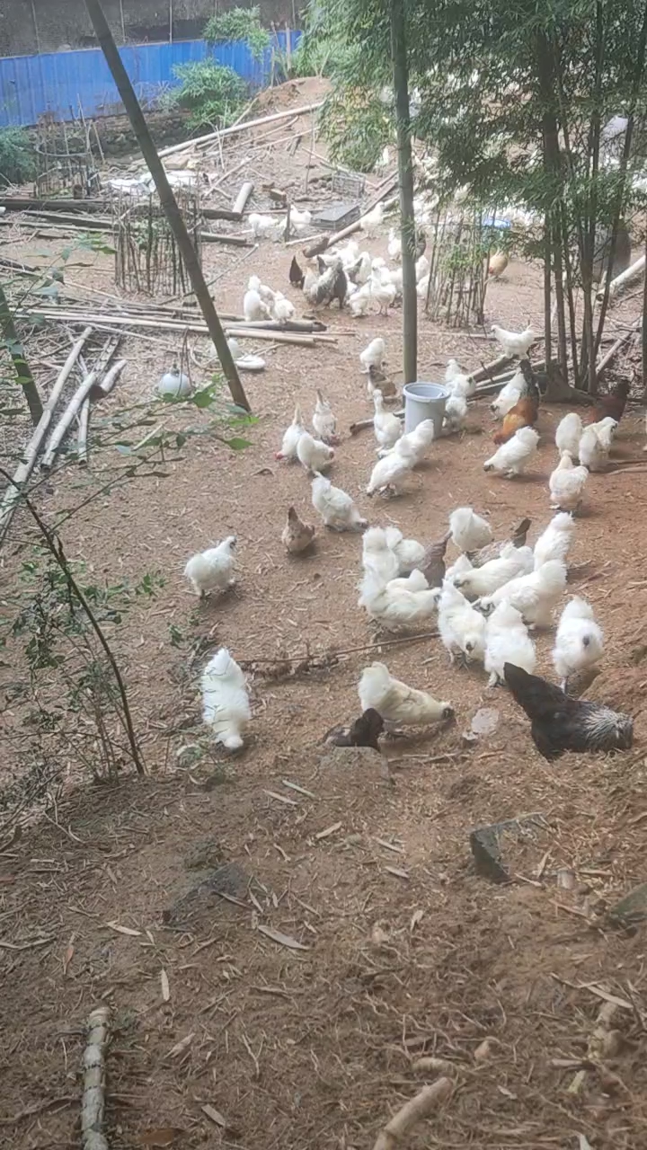竹林散养原种泰和乌鸡土鸡