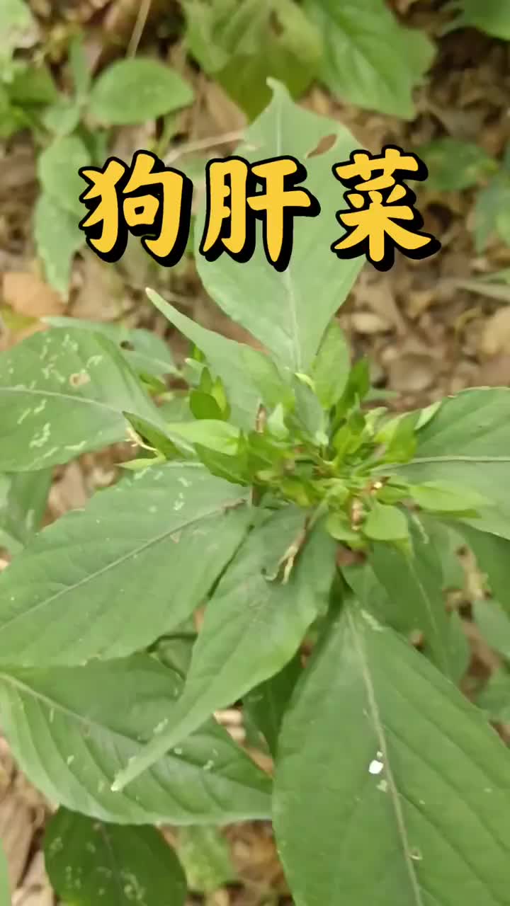 狗肝菜别名有羊肝菜,猪肝菜,路边青,金龙