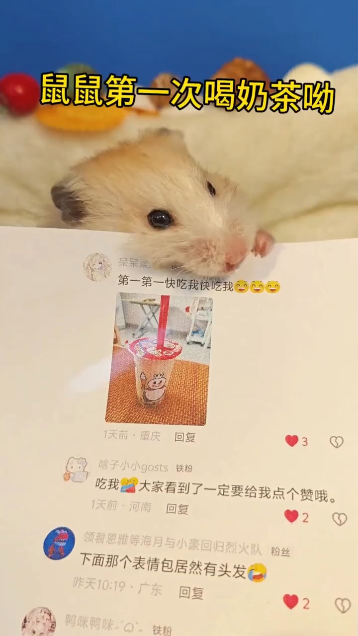 鼠鼠冬天的第一杯奶茶来啦#仓鼠吃瓜子# #萌宠日常# #萌宠出道计划##宠物#