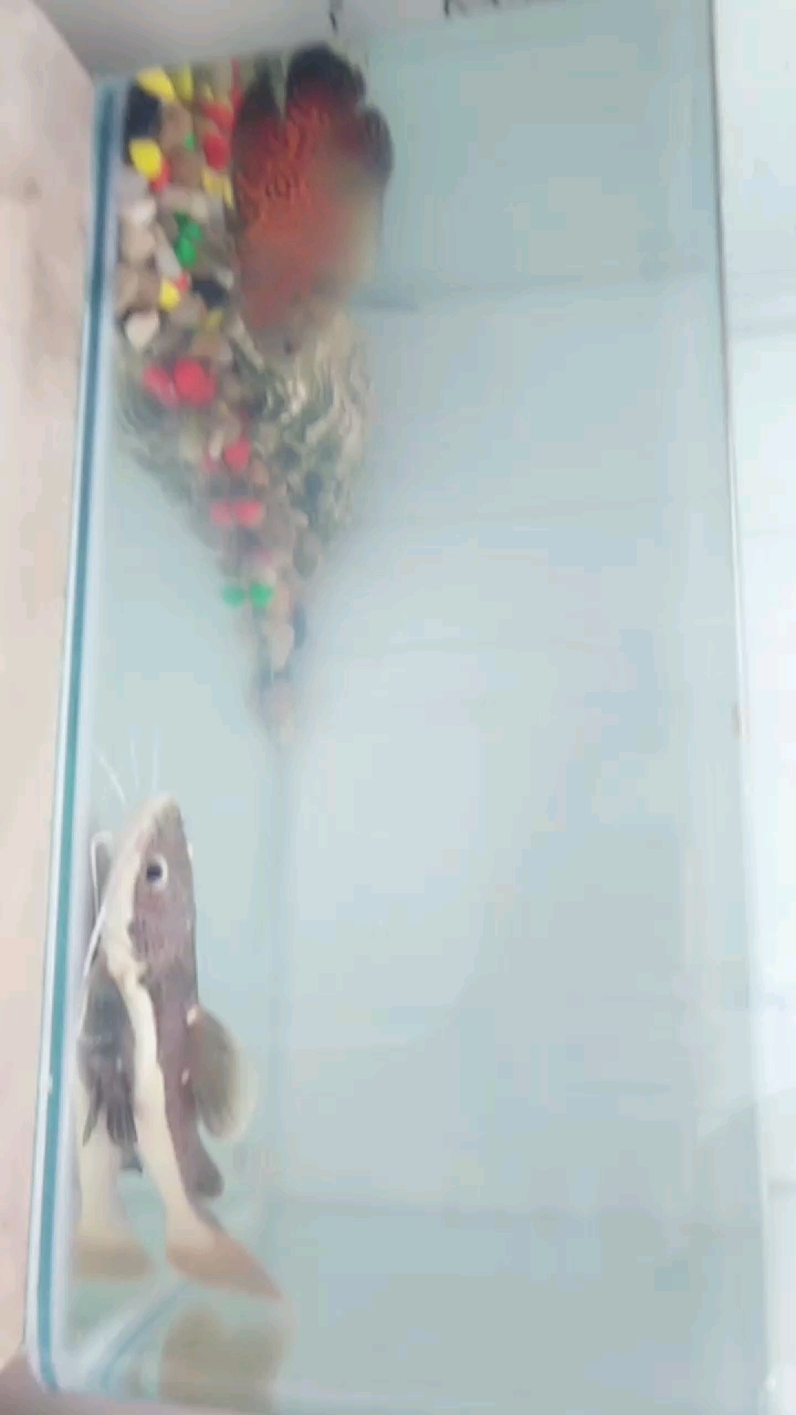 养了一只地图鱼和一只招财猫鱼,招财猫为啥不吃食物呢?