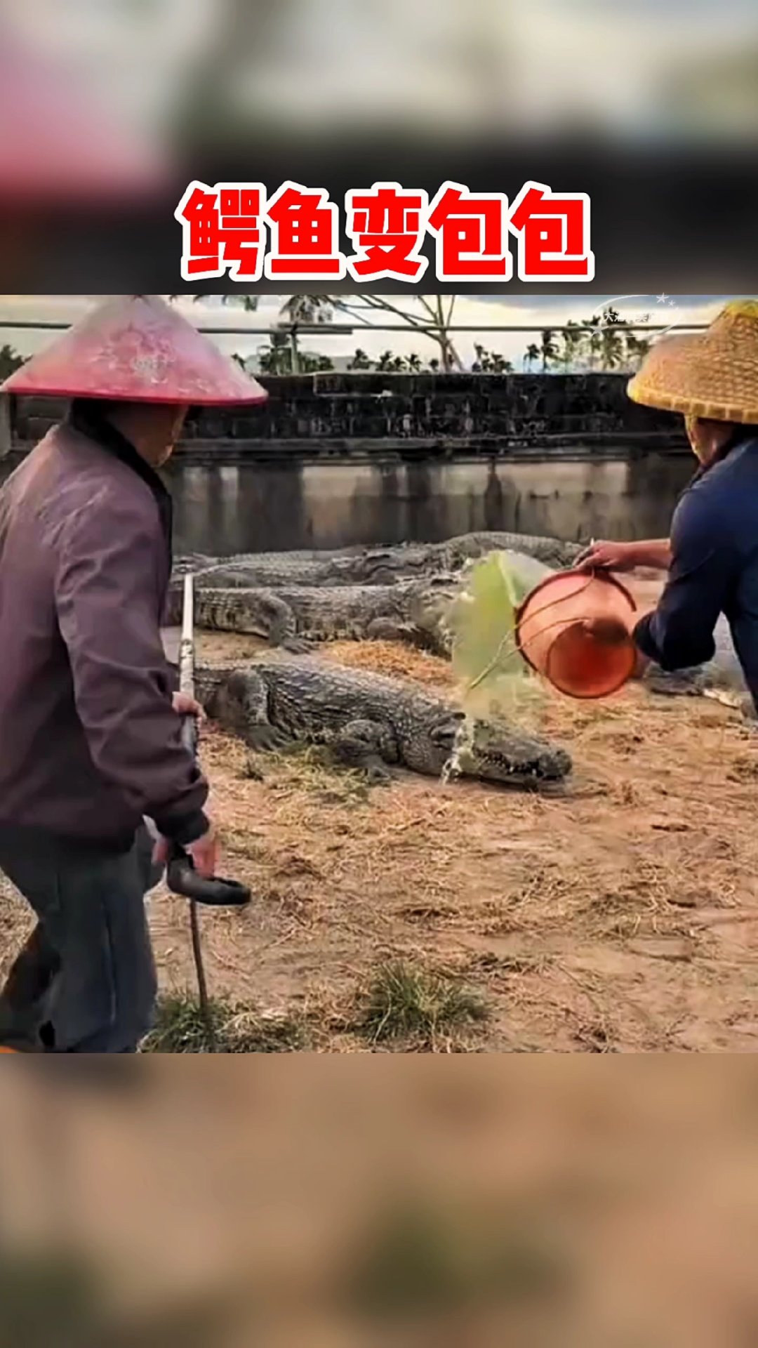 看似凶猛的鳄鱼,没想到变成包包了