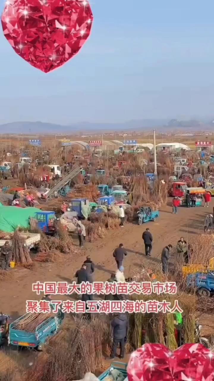 各种果树苗,品种齐全