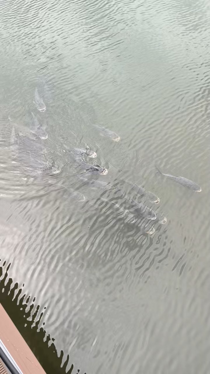 胖头鱼,四大淡水鱼之一,洪湖水,浪打浪,有鱼上岸就有汤