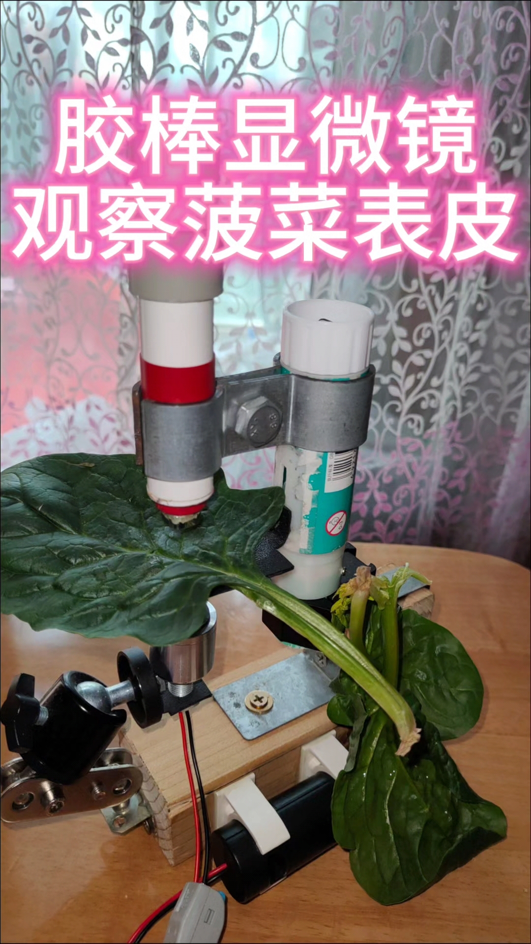 自制显微镜观察日记(六)菠菜表皮细胞