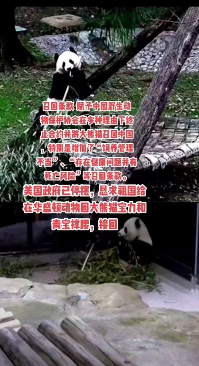 大熊猫是中国的国宝