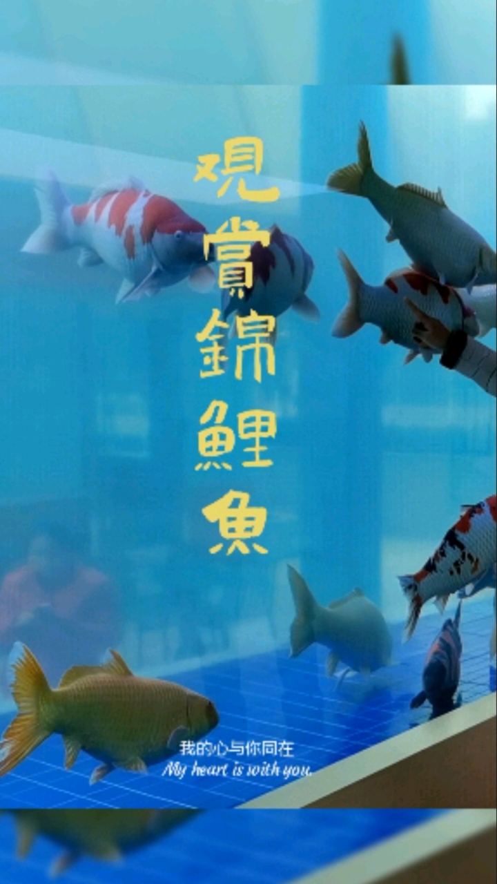武汉这里有超大的鱼缸,可供观赏锦鲤鱼,这鱼够大了#好运锦鲤#