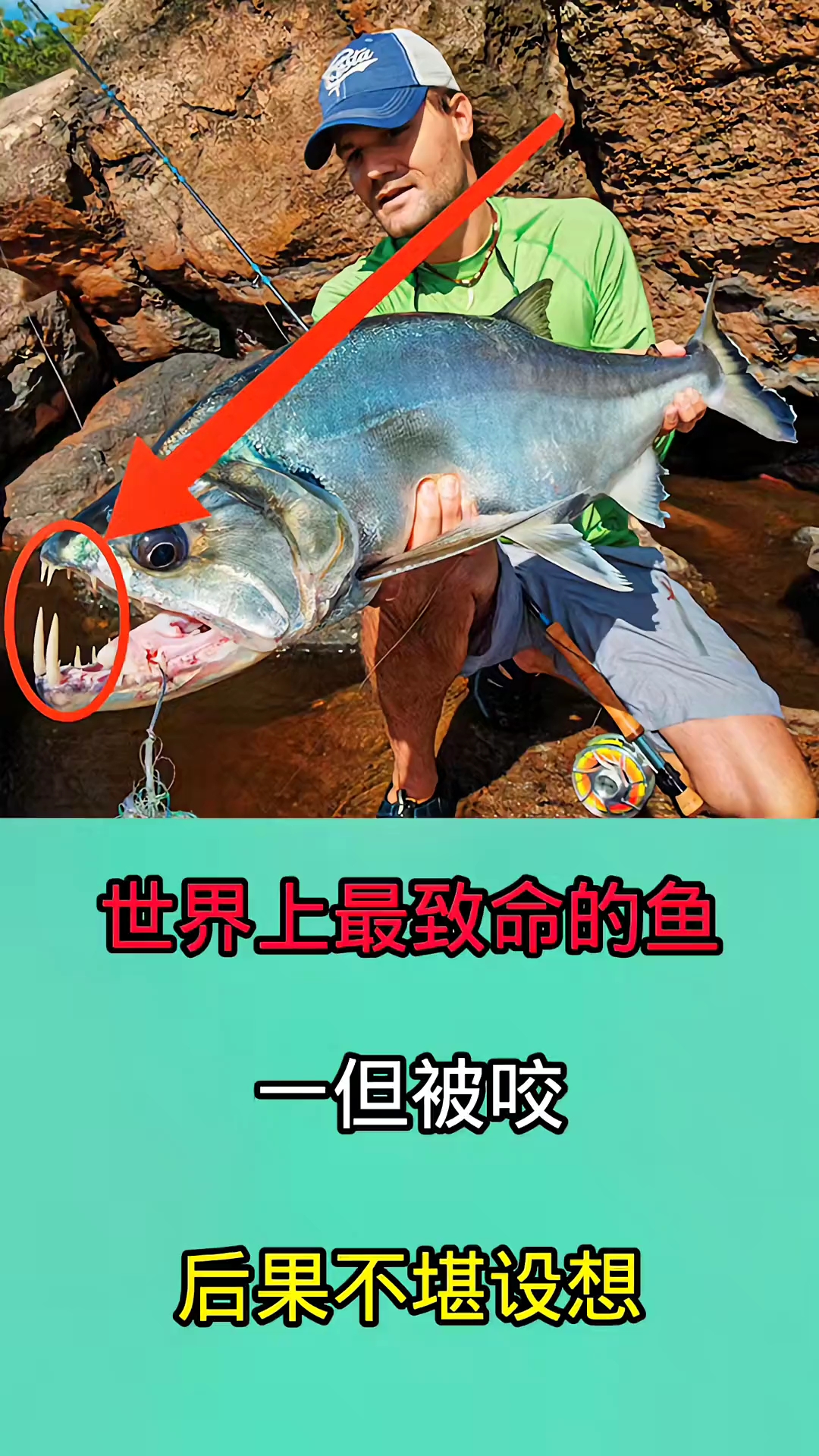 在野外游泳时一但被这些鱼咬到!后果无法想象因为他们非常凶猛!