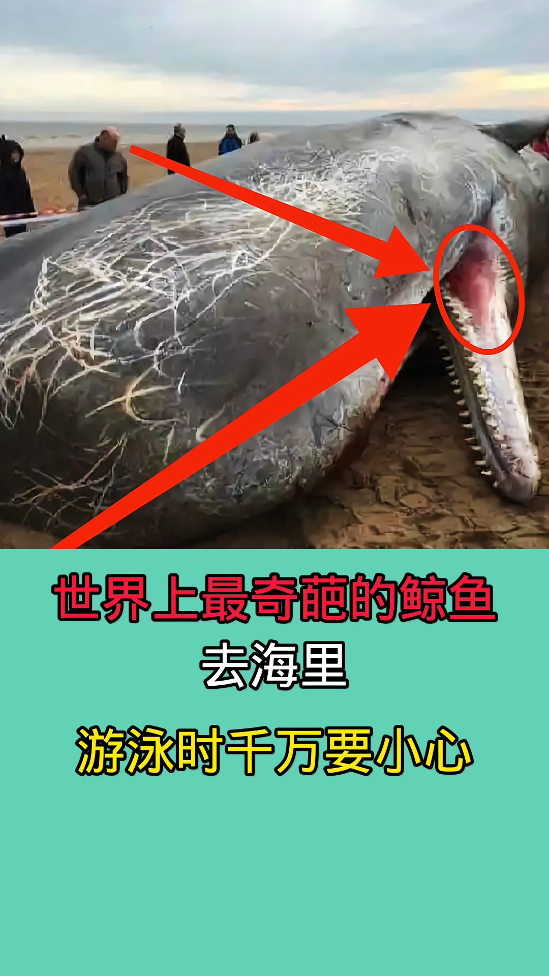 世界上最奇葩的鲸鱼!去海里游泳时千万一定要小心!!!!!!