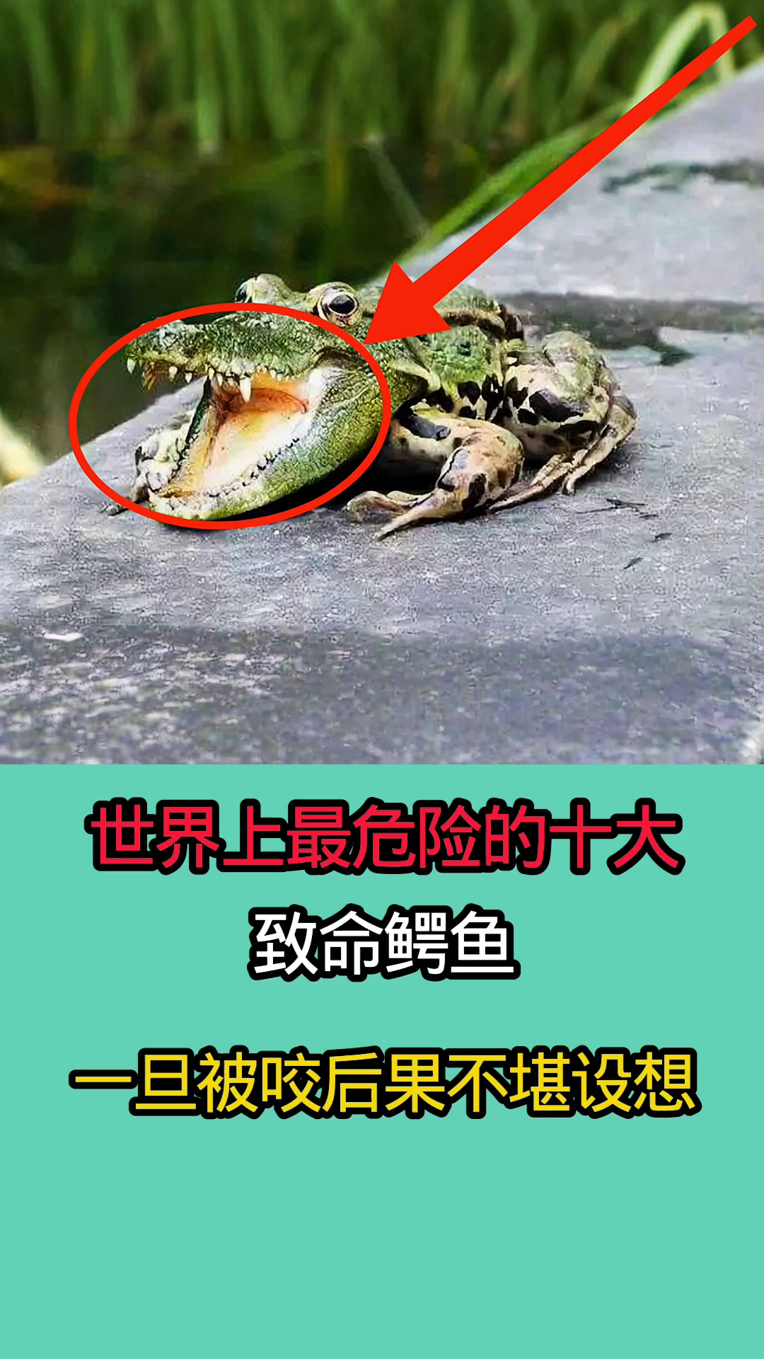 世界上最危险的十大致命鳄鱼！！！！！！