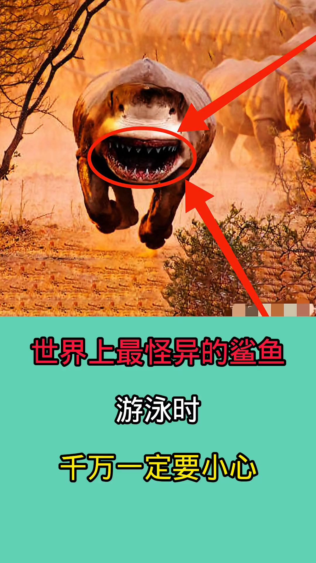 在海里游泳时千万一定要小心这些鲨鱼!因为他们长相非常怪异!