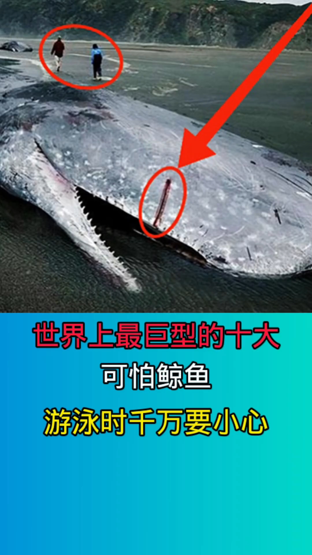 世界上最巨型的十大可怕鲸鱼!!!!!!