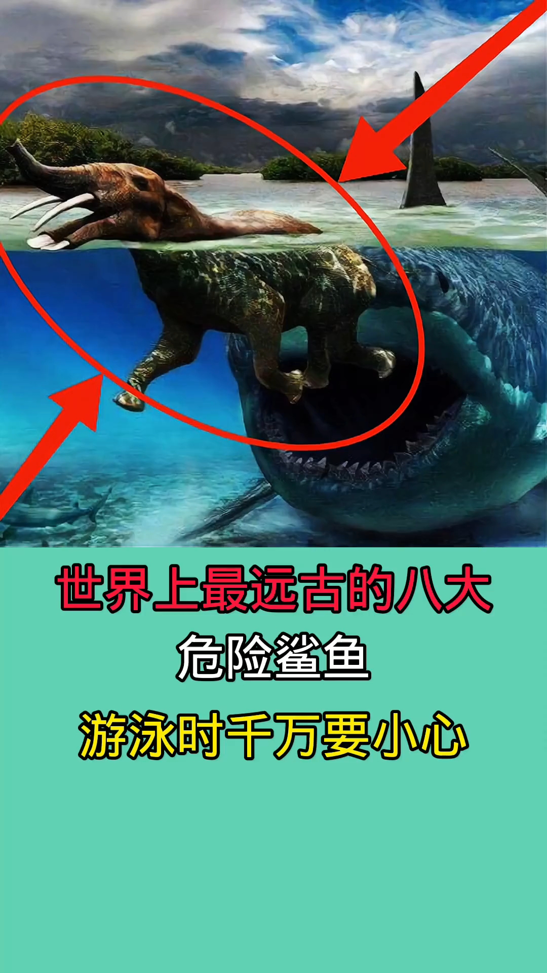 在海里游泳时一但碰到这些鲨鱼!千万一定要赶紧跑!!!!!!