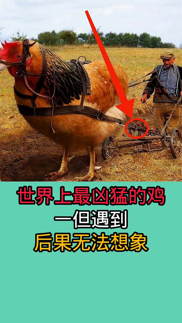 以上这些鸡品种可不像生活中见到的一样温顺!这些鸡全是战斗鸡!