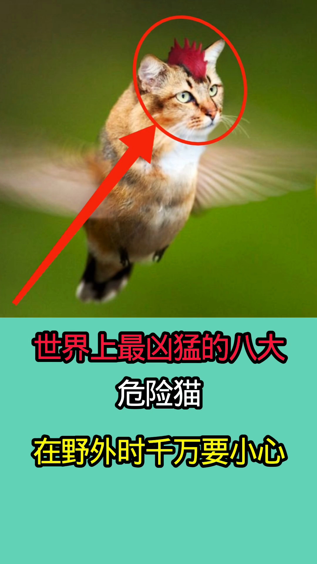 世界上最凶猛的八大危险猫!!!!!!