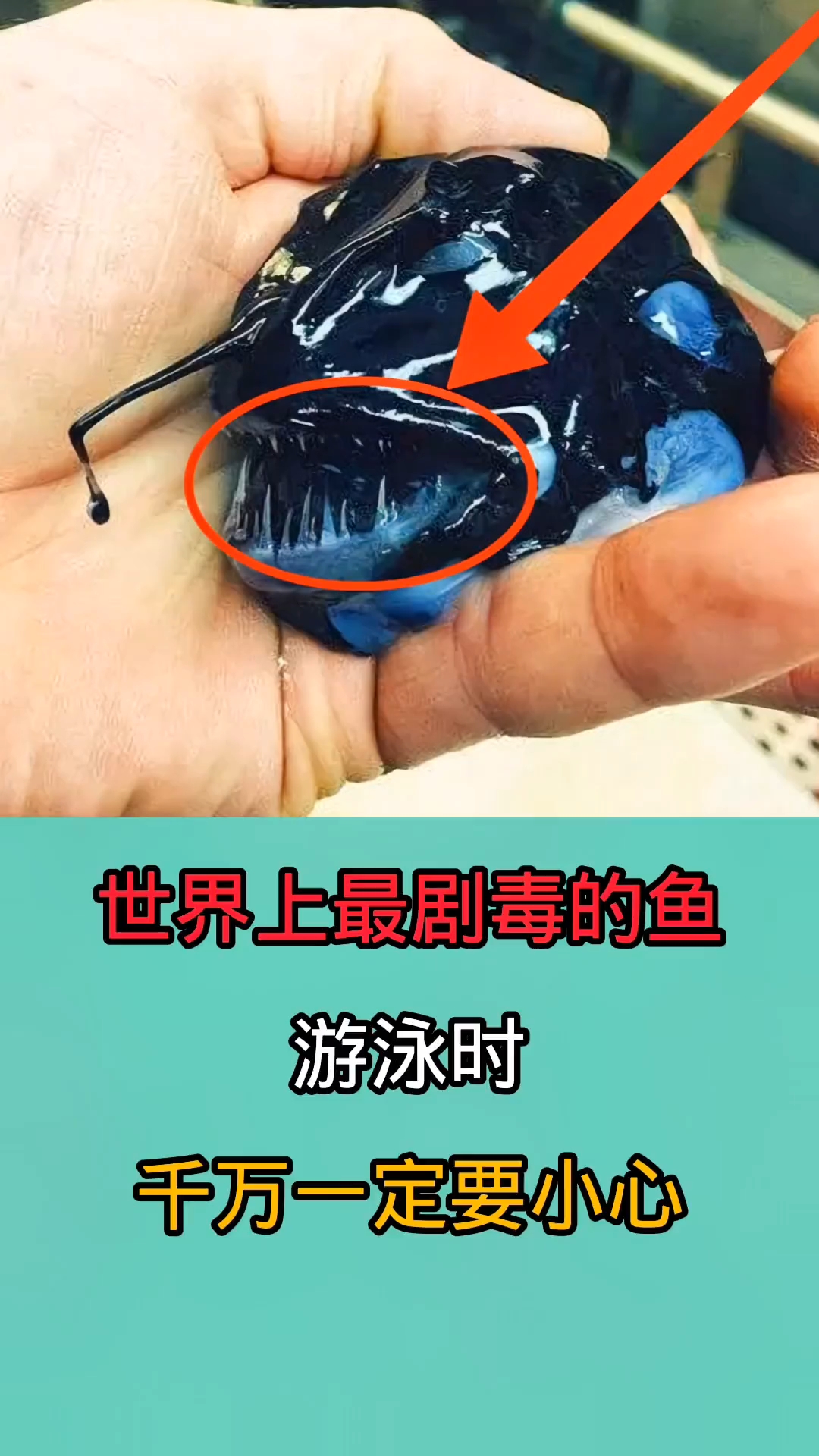 在野外游玩时千万一定要小心别被这些鱼咬到!因为他们携带剧毒!