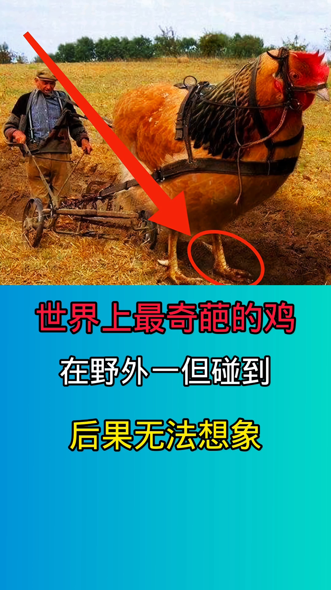 世界上最奇葩的鸡种类!尤其是最后三种你绝对没见过!!!!!!