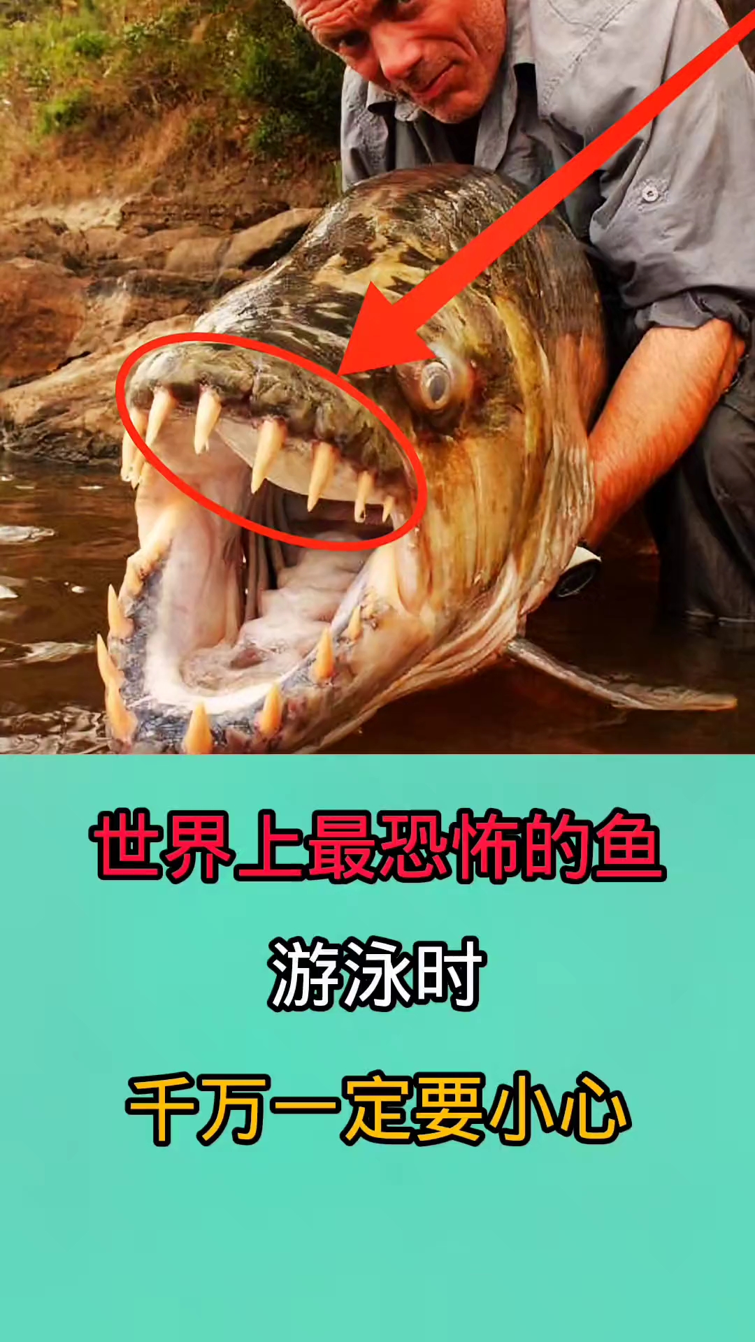 去游泳时时一旦被这些鱼咬到!后果不堪设想!因为他们非常凶猛!