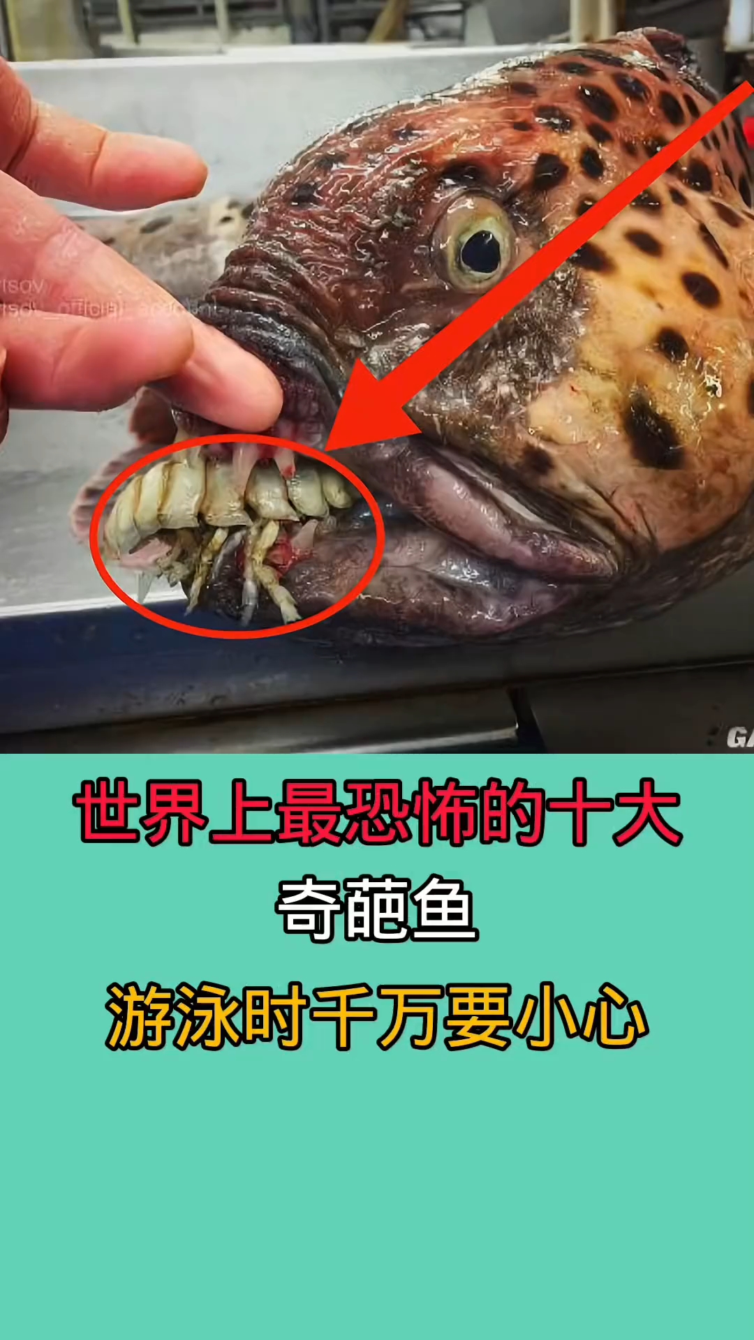 在野外游泳时千万一定要小心这些鱼类!他们不仅长相非常奇葩怪异