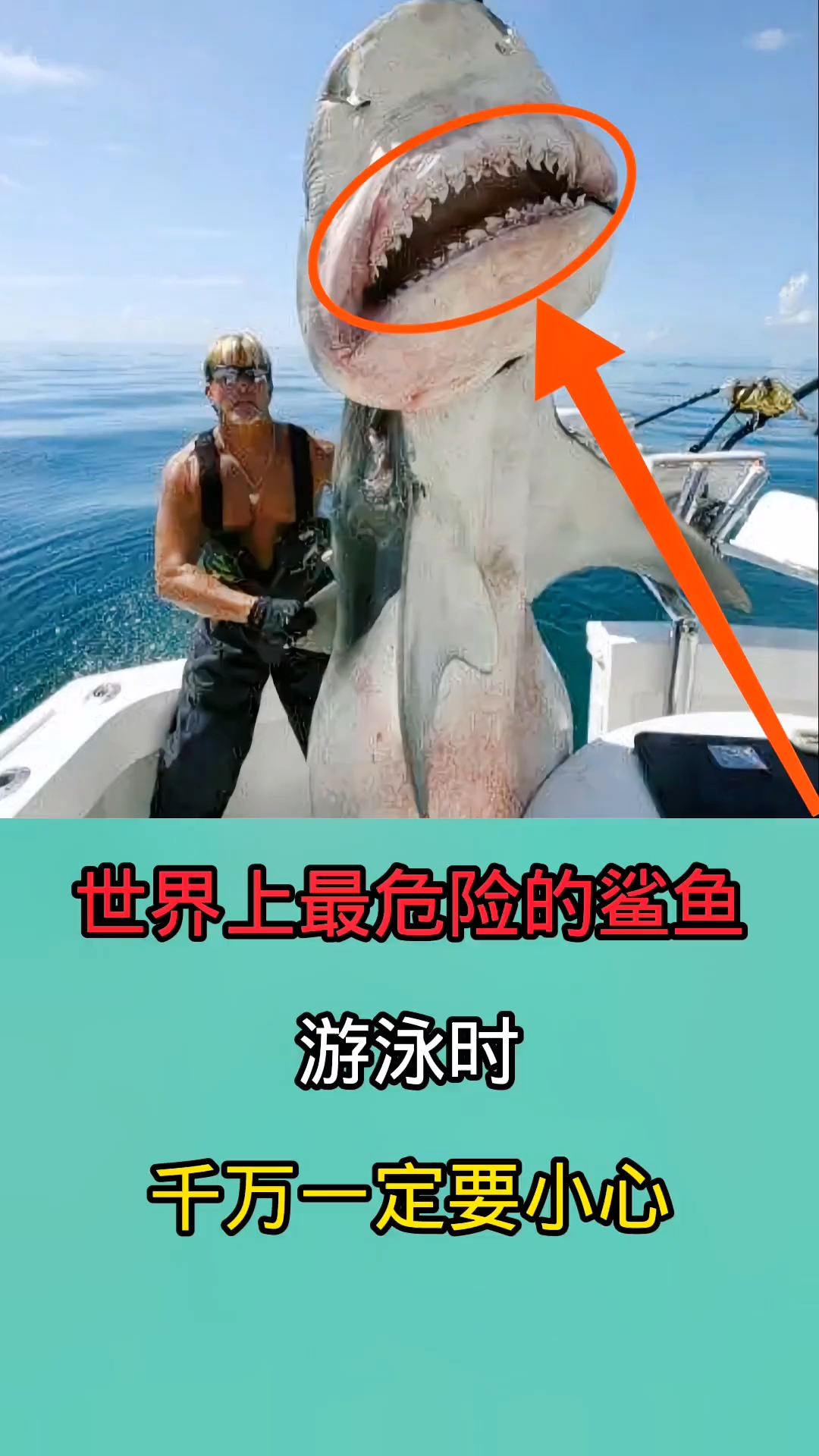 去海里游泳时一但被这些鲨鱼咬到!后果不堪设想!!!!!!