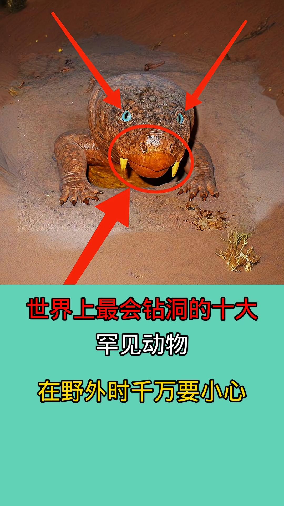 世界上最会钻洞的十大罕见动物!!!!!!