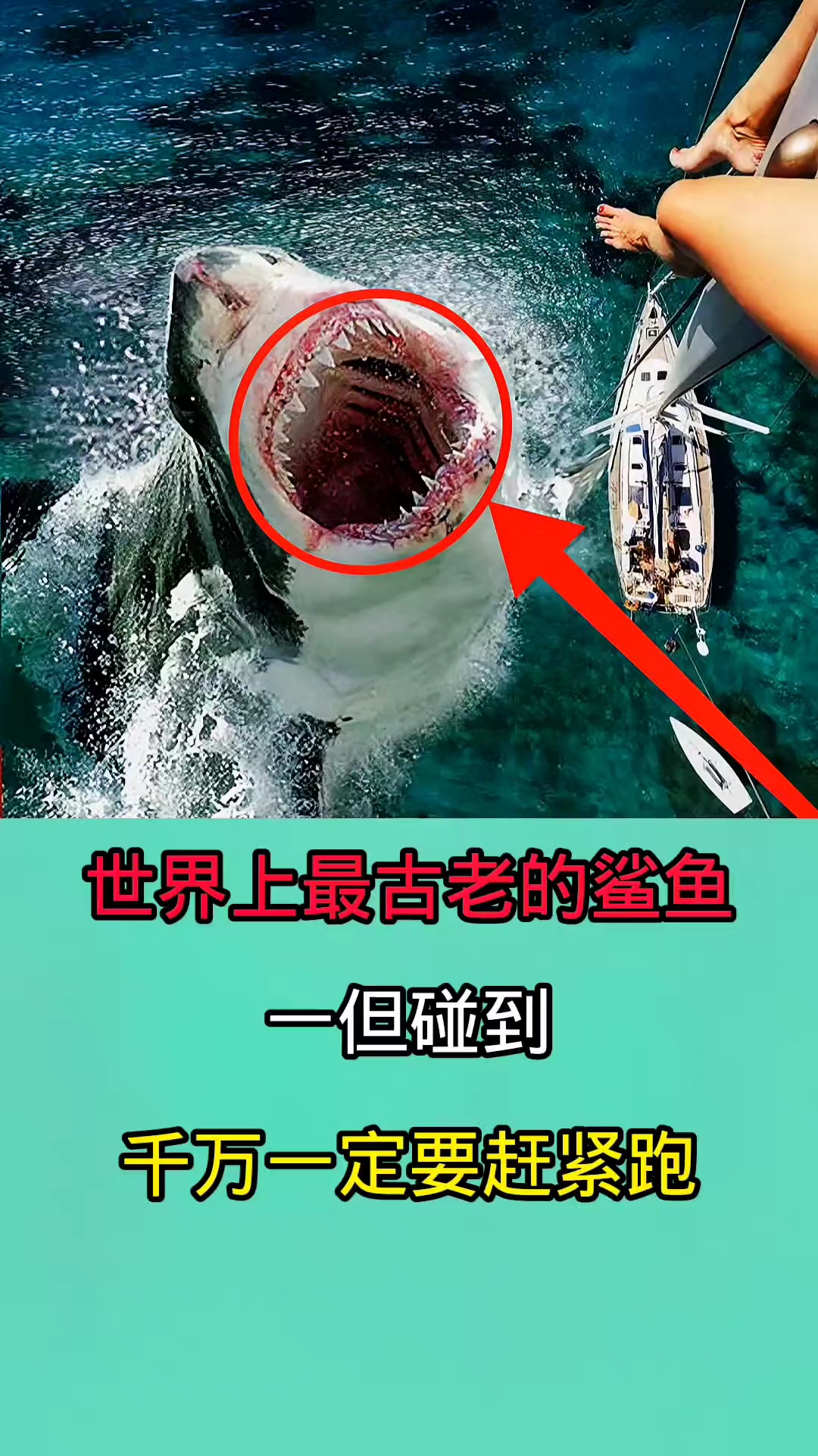 去海里游泳时千万一定要小心这些鲨鱼!因为他们非常致命!!!