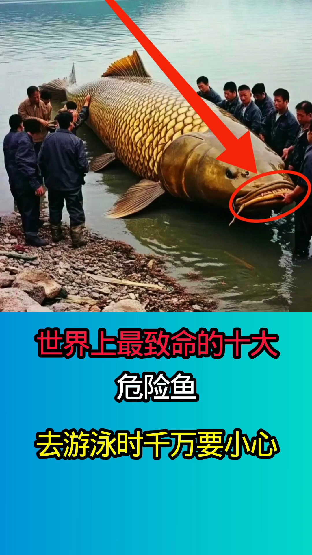 世界上最致命的十大危险鱼类!!!!!!