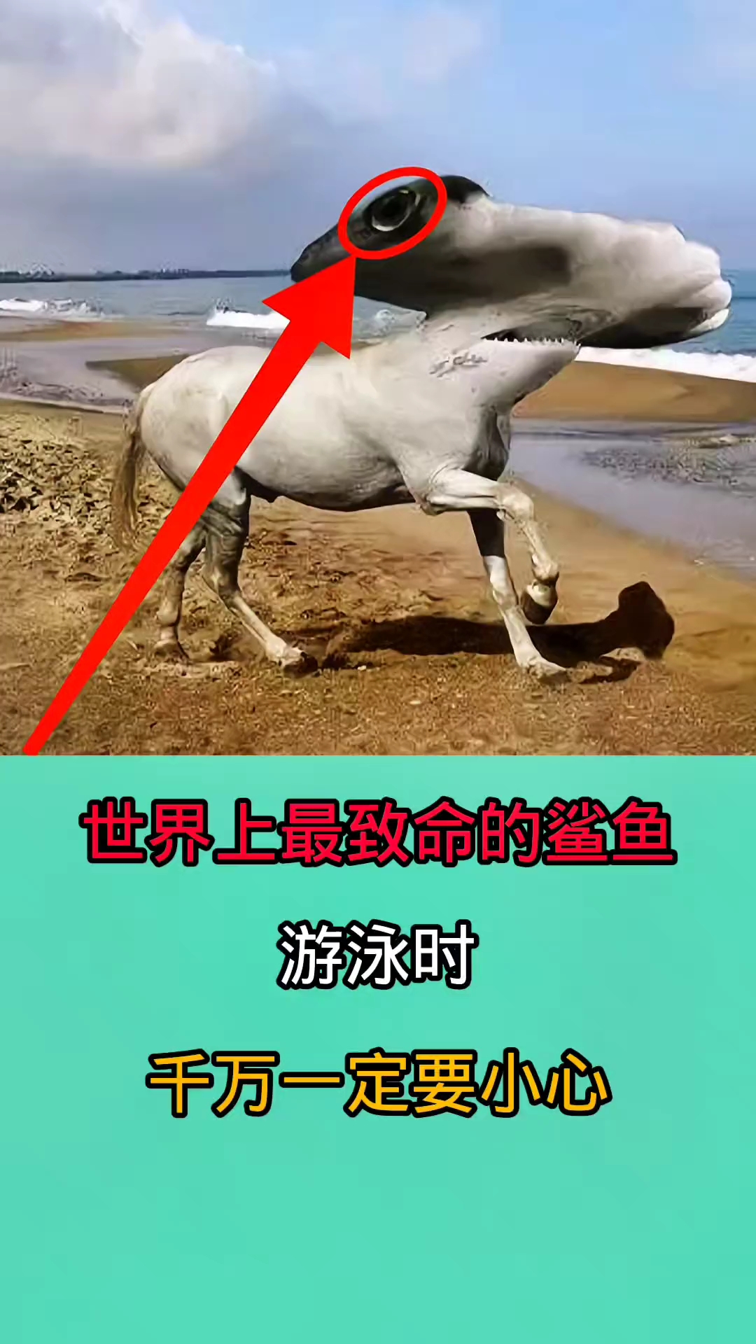 在海里游泳时一但被这些鲨鱼咬到!后果不堪设想!!!!!!