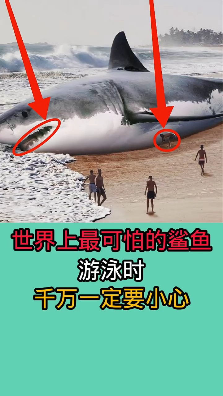 在海里游泳时一旦碰到了这些鲨鱼!后果不堪设想!!!