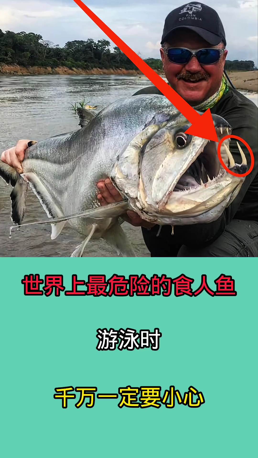 去野外游泳时一旦被这些食人鱼咬到!后果无法想象!!!!!!