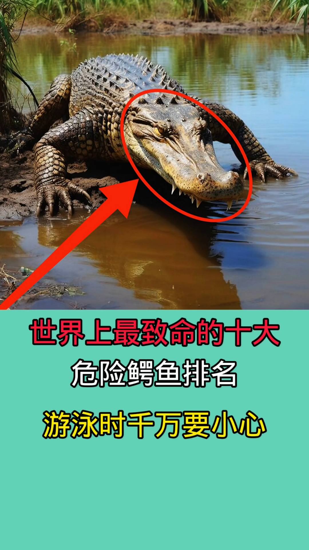 世界上最致命的十大鳄鱼!!!!!!