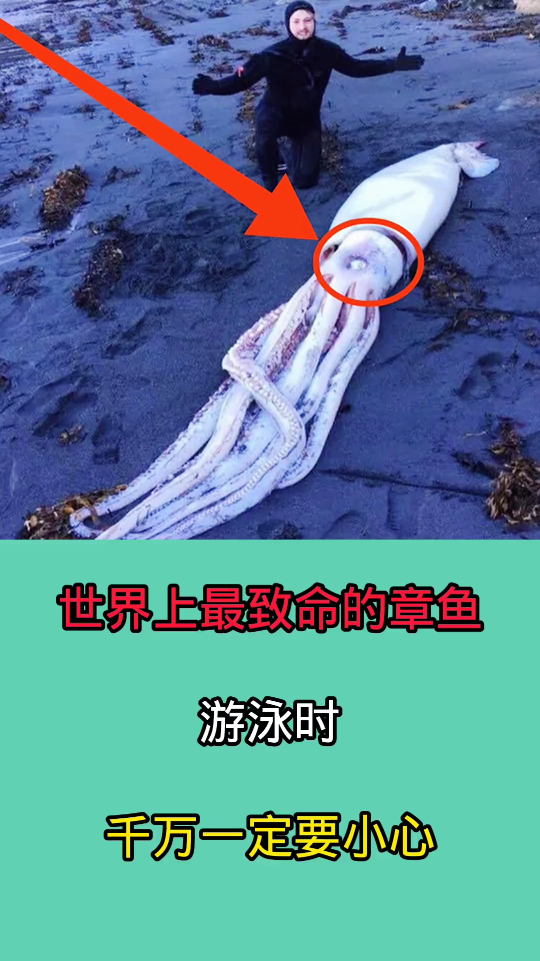 在海里游泳时一旦碰到这些章鱼!后果不堪设想!因为他们十分致命