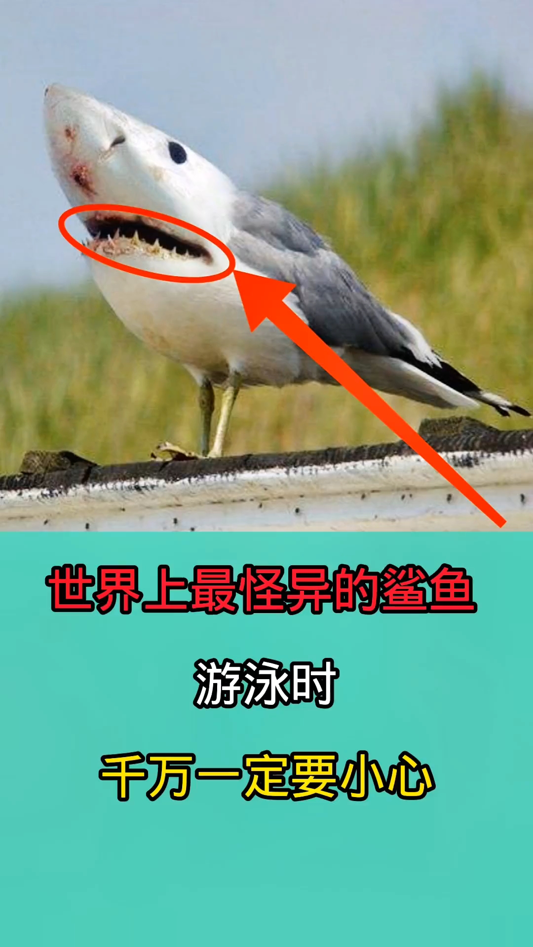 在海里游泳时千万一定要小心这些鲨鱼!因为他们相貌十分恐怖!