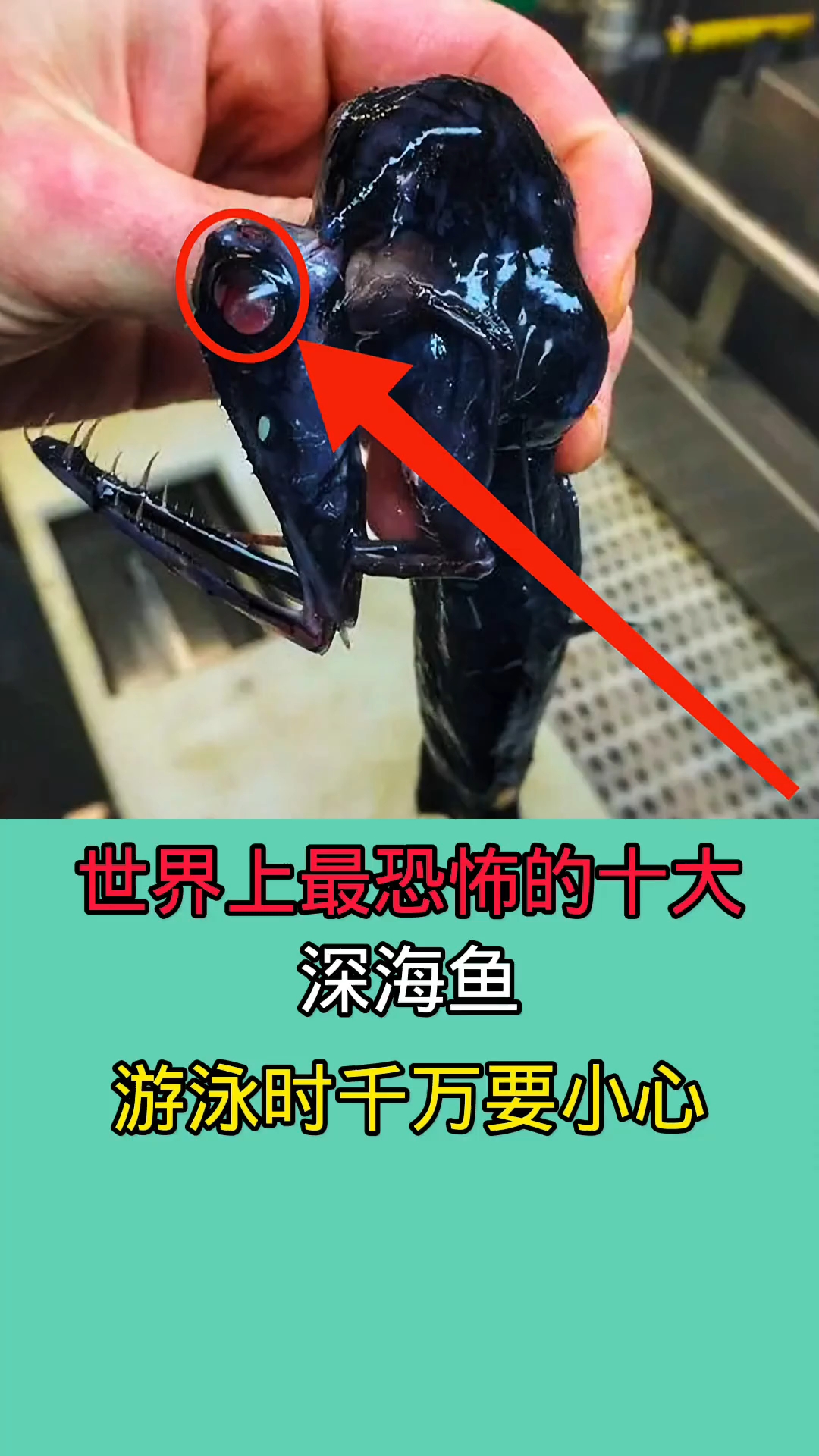 在海里游泳时千万一定要赶紧跑!因为他们不仅长相非常恐怖!!!