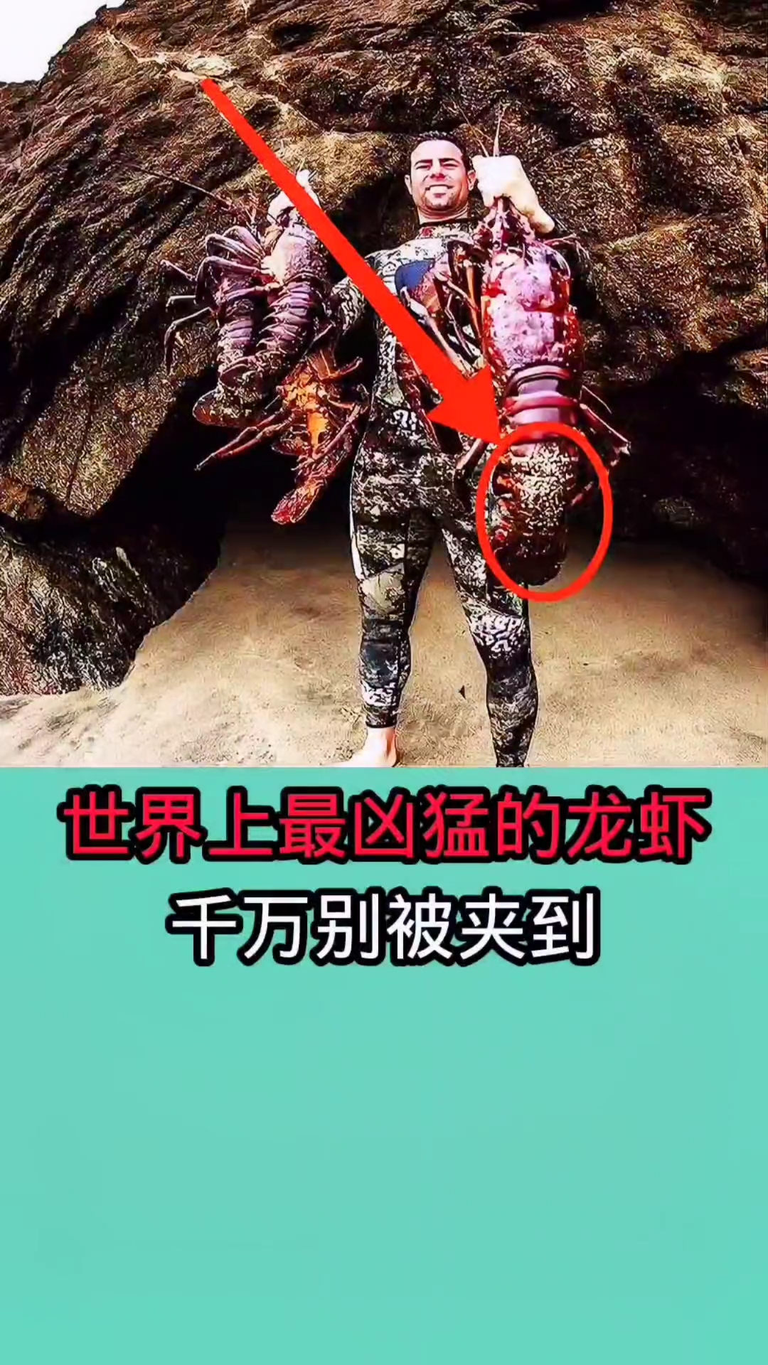 一但不小心被这种龙虾夹到!后果不堪设想因为他们非常危险钳子!