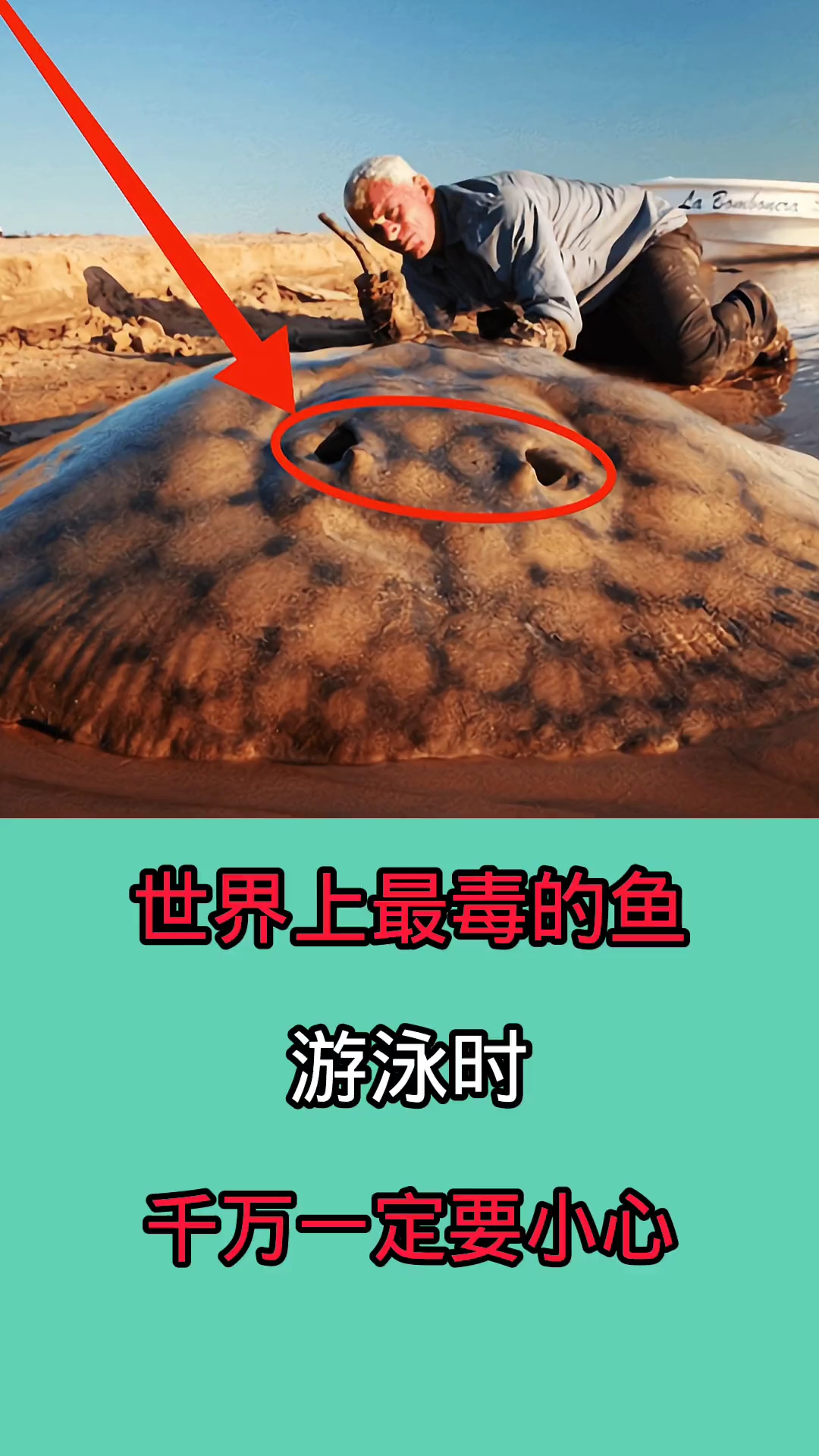 在野外游泳时一但被这些鱼咬到!后果不堪设想!因为他们非常致命