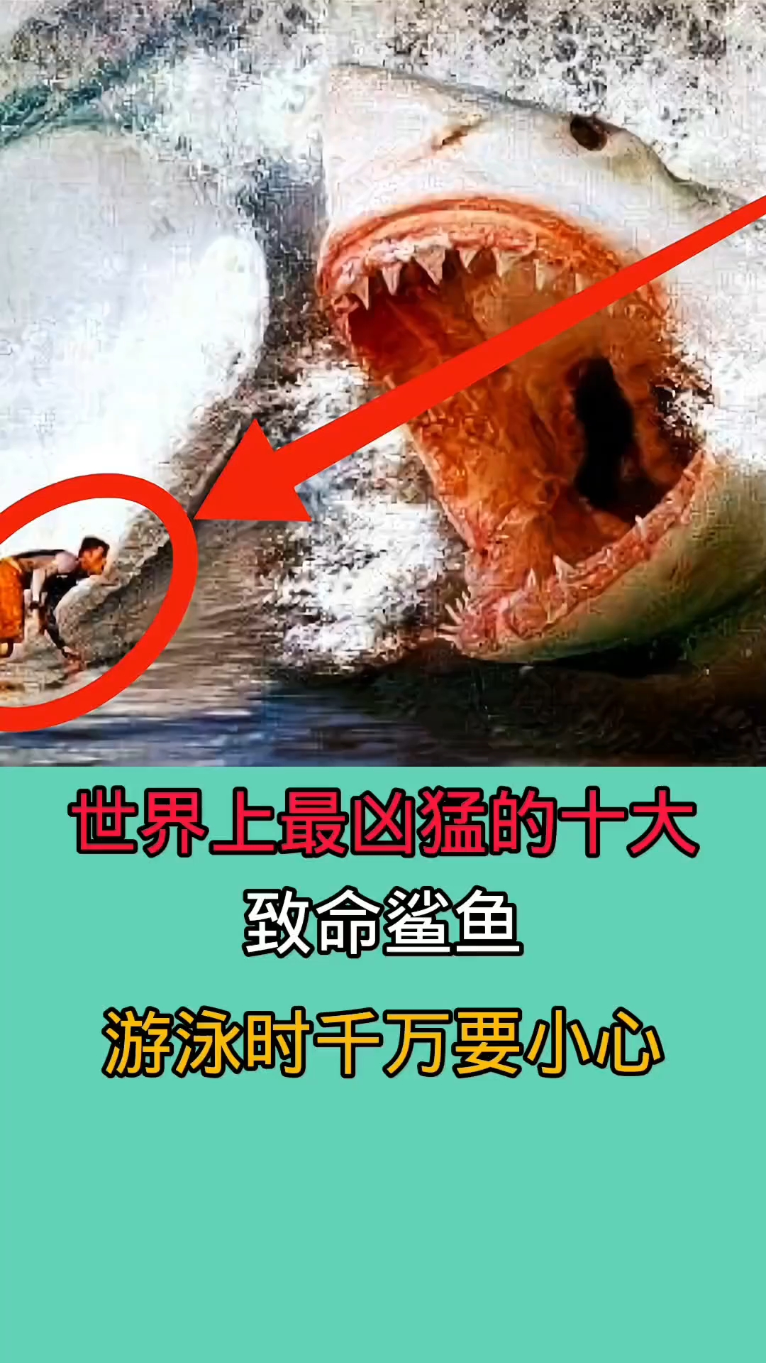 世界上最凶猛的十大致命鲨鱼!!!!!!