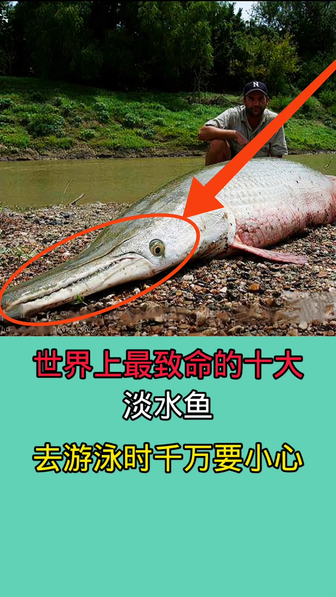 以上这些鱼种类全部会在淡水域出现!据说甚至一口能把人吞掉!!