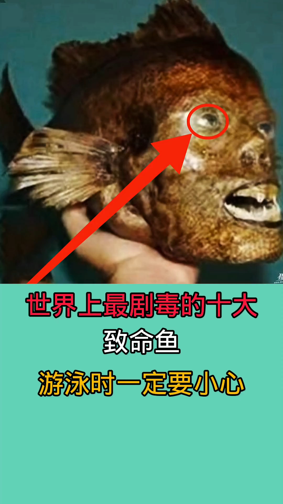 世界上最剧毒的十大致命鱼!!!!!!