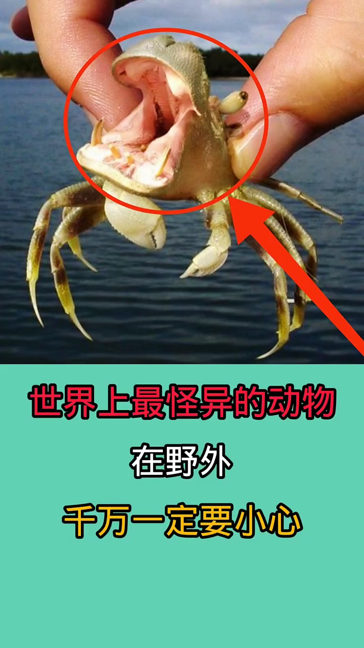 在野外你不小心遇到这些动物!你肯定会被吓一跳!!!!!!