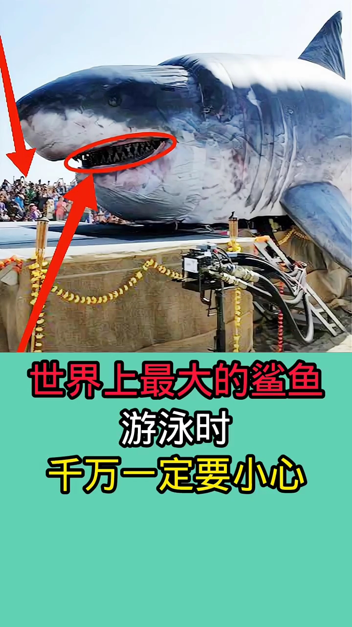 去海里游泳时一但碰到这些鲨鱼!千万一定要赶紧跑能游多快游多快