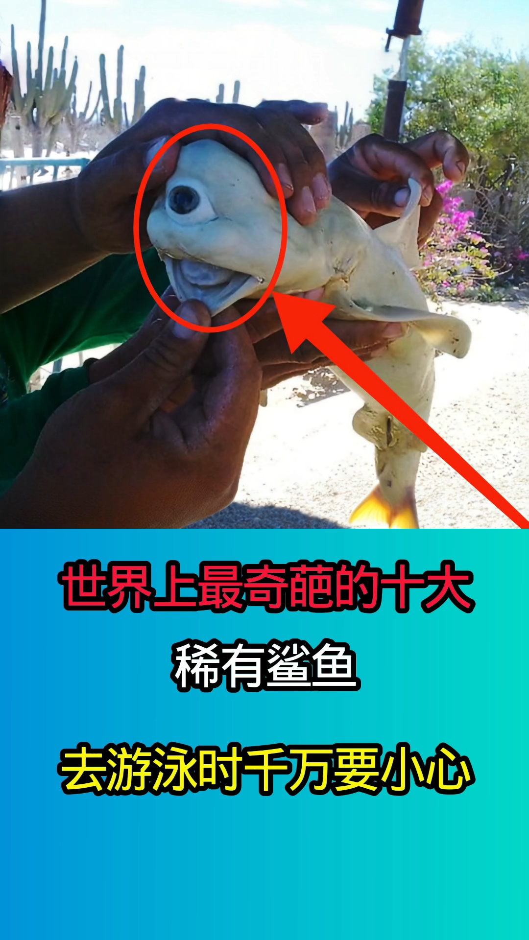 世界上最奇葩的十大稀有鲨鱼！！！！！！