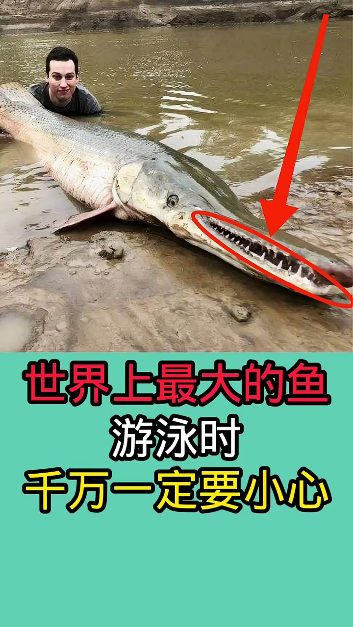 去野外游泳时千万一定要小心这些鱼!因为他们非常巨大!!!