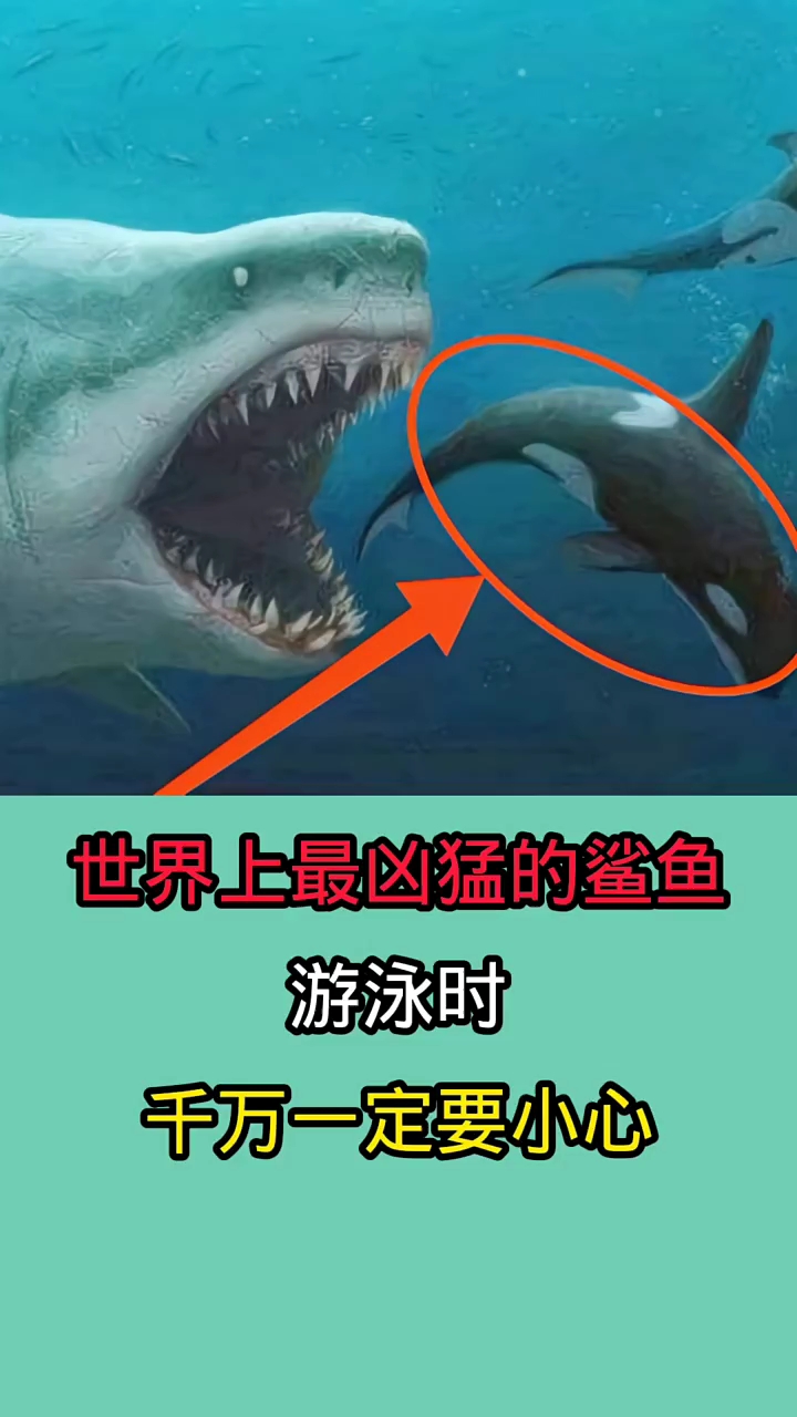 在野外游泳时一但被这些鲨鱼咬到!后果不堪设想!!!!!!