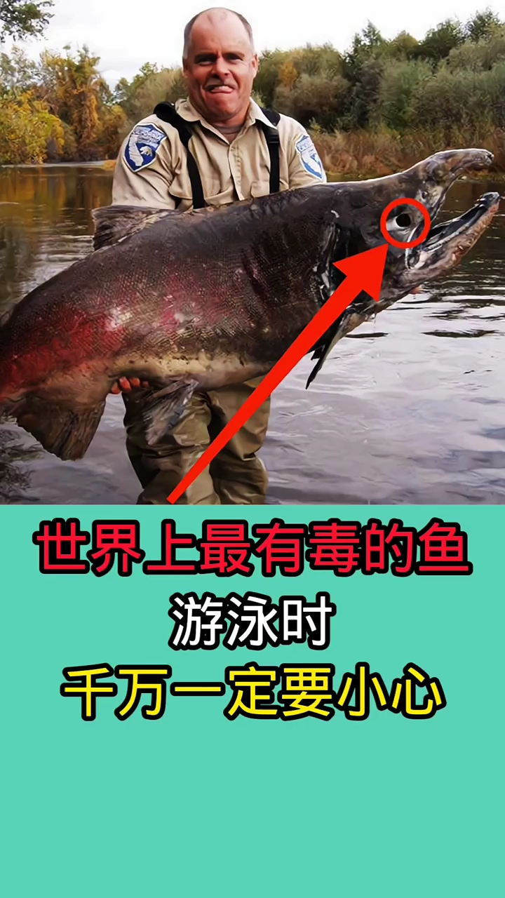 在野外游泳时一旦被这些鱼咬到!后果不堪设想!!!